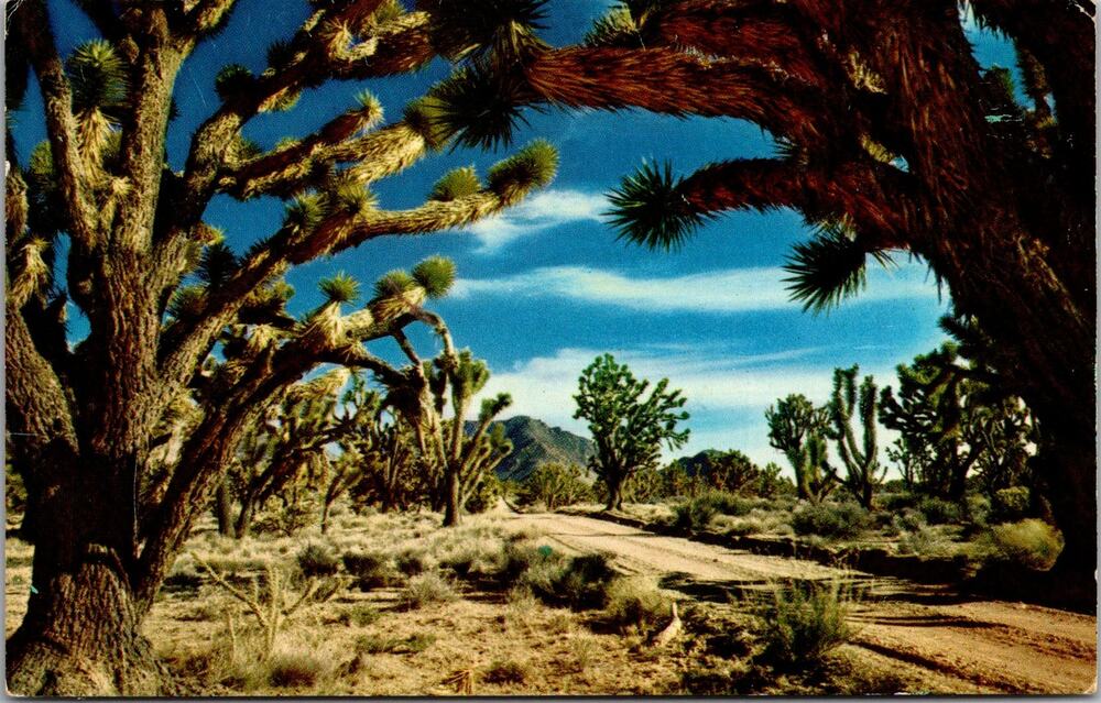 Joshua Tree Forest in the American Southwest 1963 Vintage Postcard SP10-17